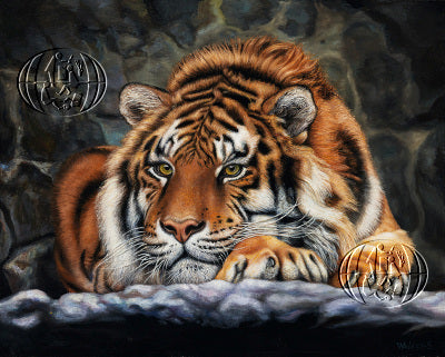 Animals