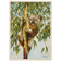 Koala Framed Poster — Icons Collection | Original Artwork by Bruce Peardon